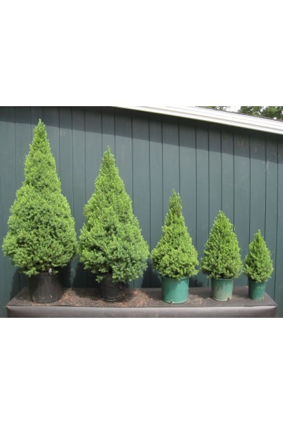 Ялина канадська Коніка | Picea glauca Conica | Ель канадская Коника